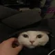 shoutjini