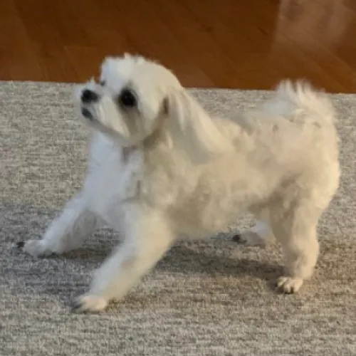 치코리타