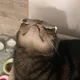 하구아르