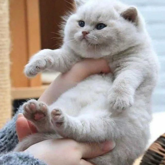 배또