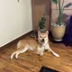 솔솔