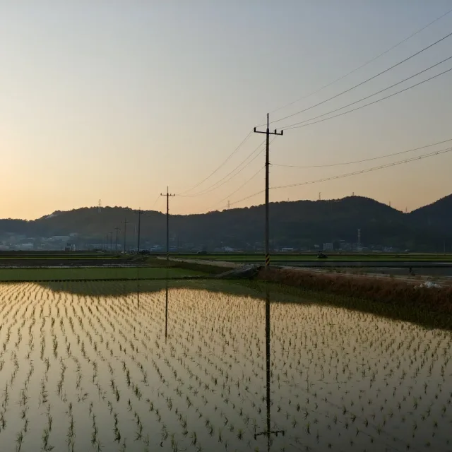 빨간잎새주