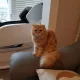 찰떡