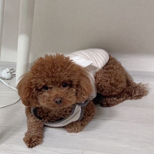 코코수니