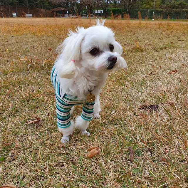 꽁꽁돌즈