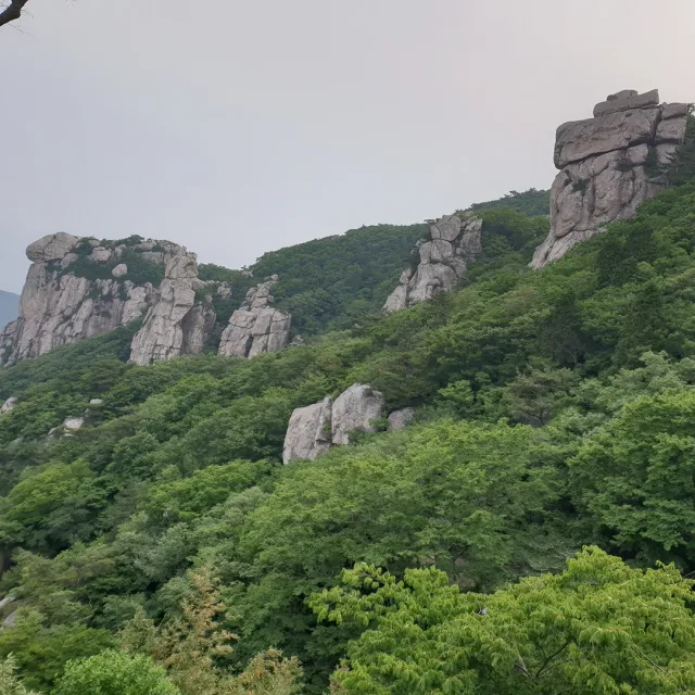 민들레