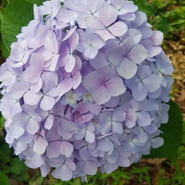 밍쿠