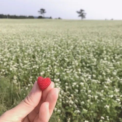 진순이