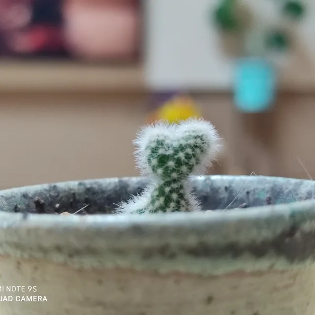 아빠