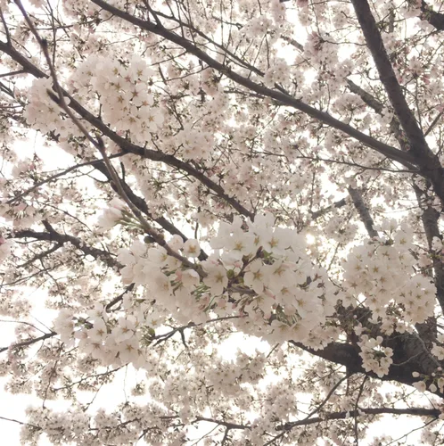 요니