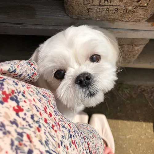 모모