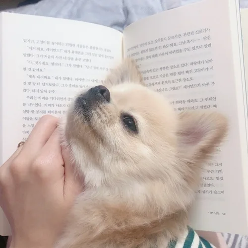 엄지
