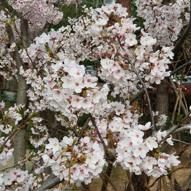 밍고