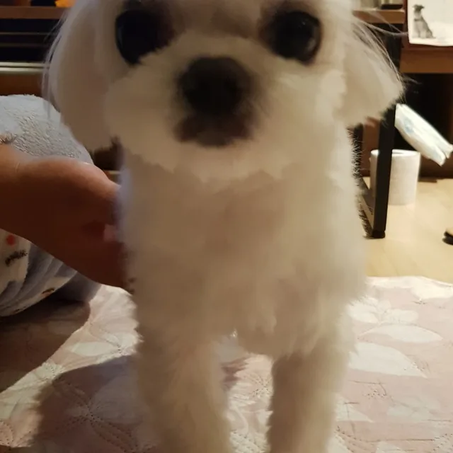 제주딸기