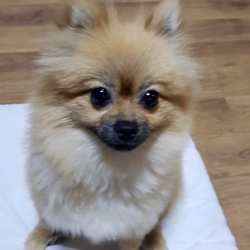 쩨끼럽