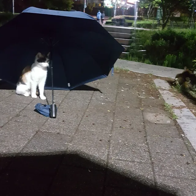 아임