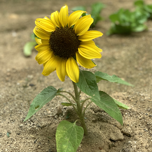 sunnie