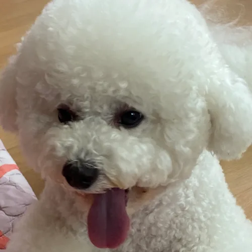 가든