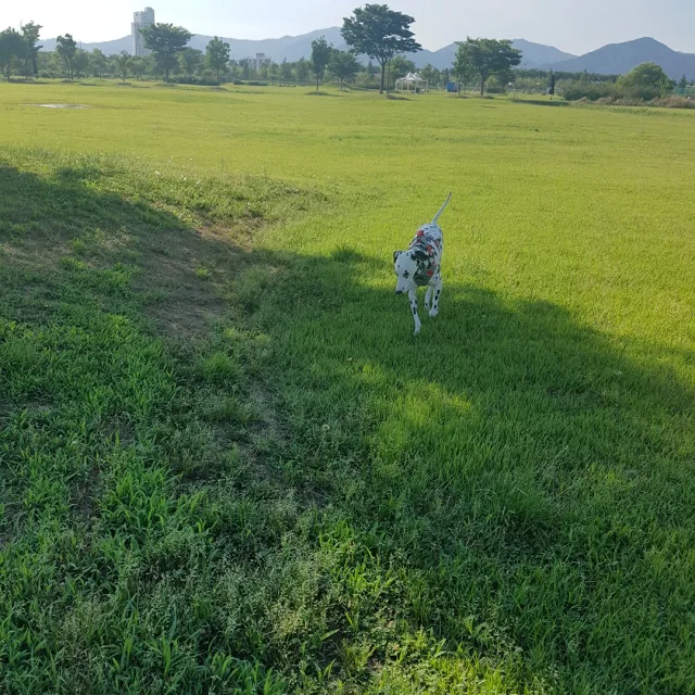 온천순종