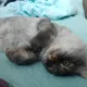 누돌맘