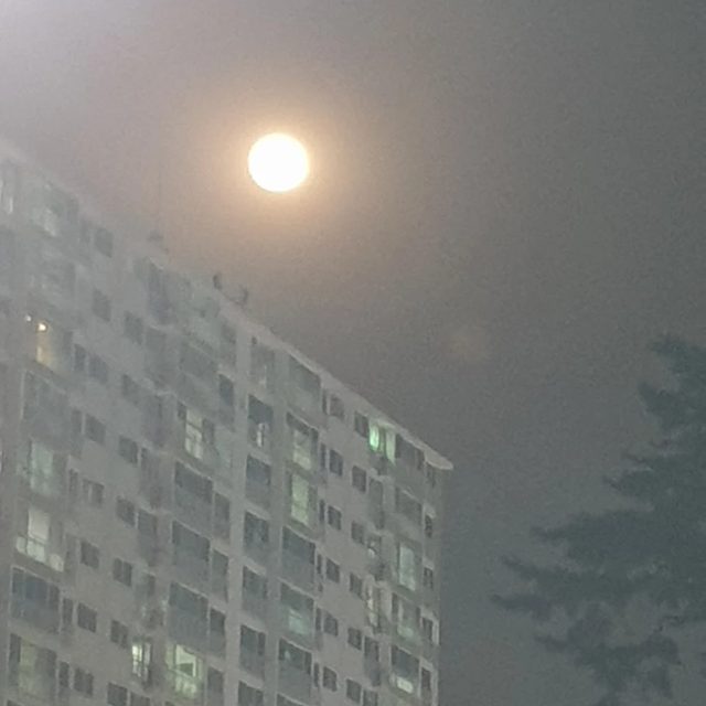 마루미
