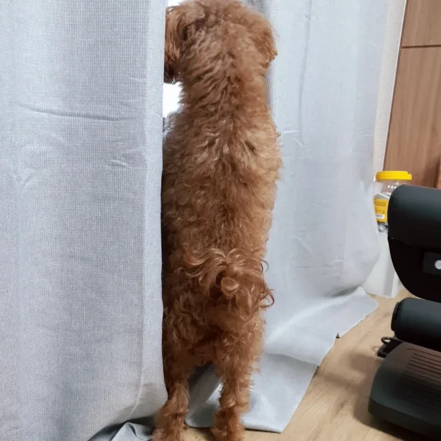 빼박이맘