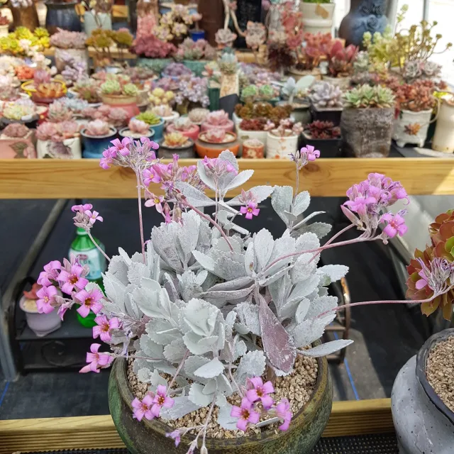 사랑사랑맘