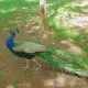 리벤스