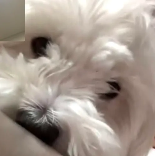 몽드