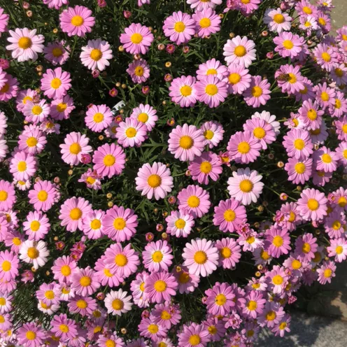 포코