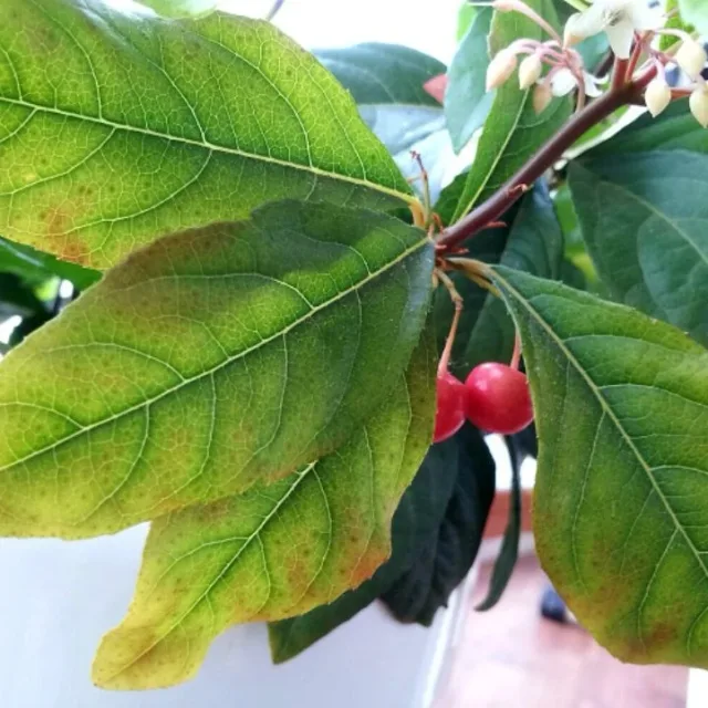 야옹이
