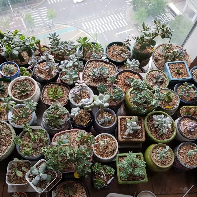 조이써니