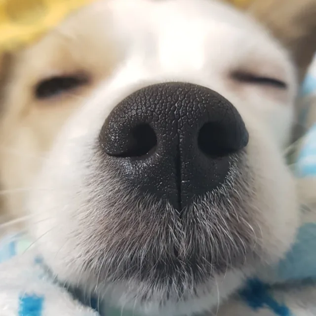 정꿀