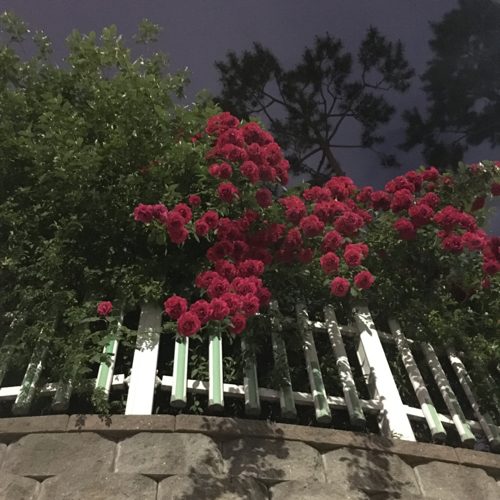 당곤이지
