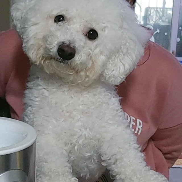 구르미맘