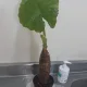 향기
