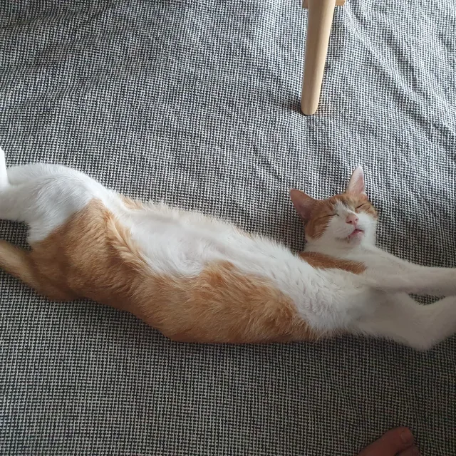 거북
