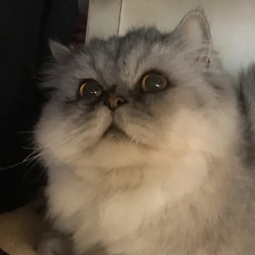 미롱
