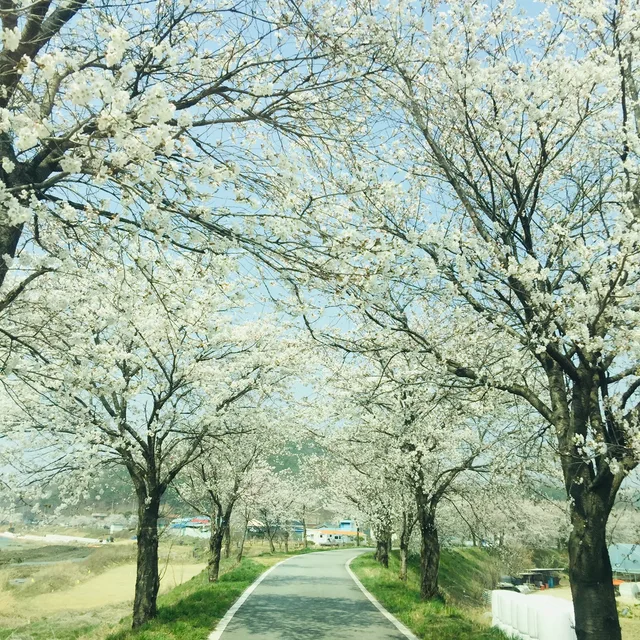 벚꽃사랑
