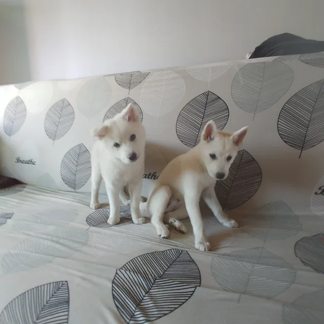 바라미조아