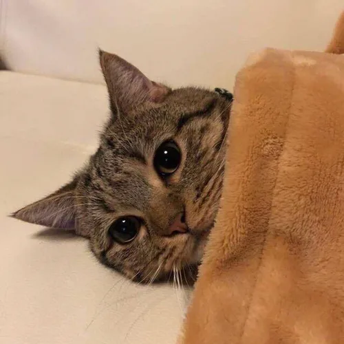 욤욤