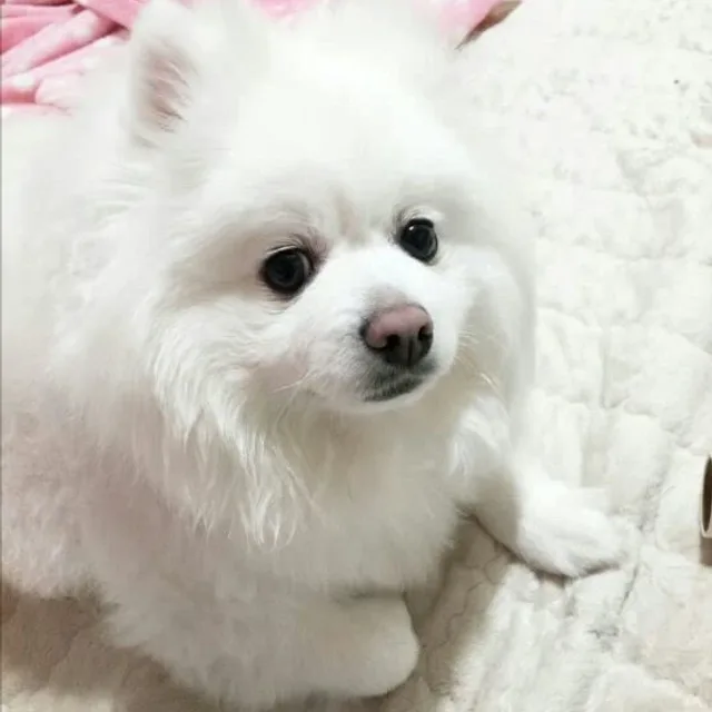 조또리