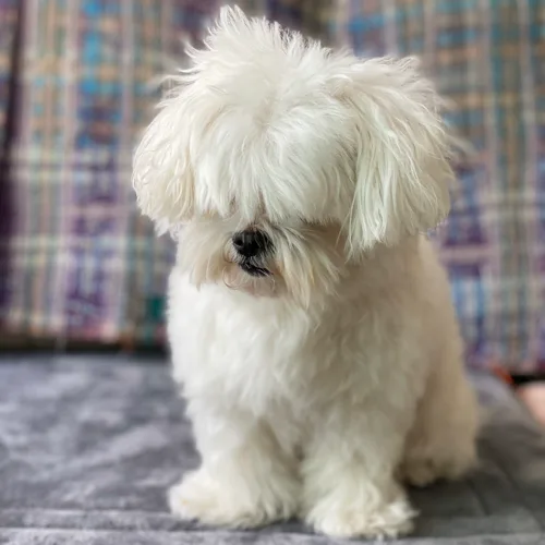 탕근이