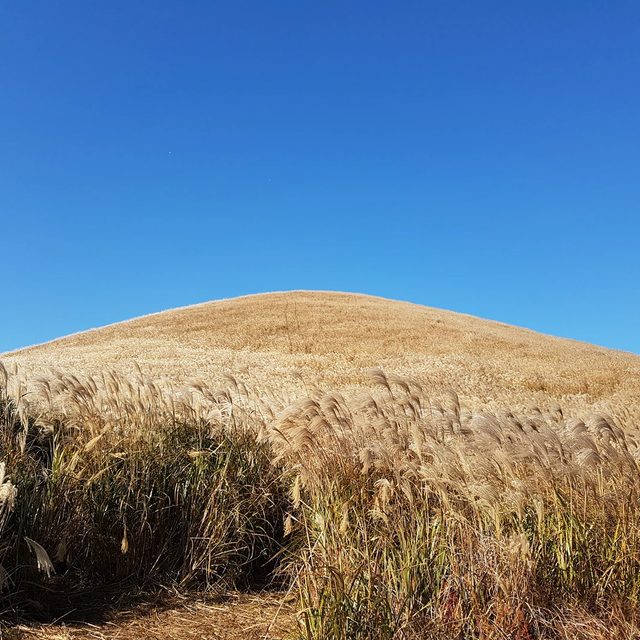 고산댁