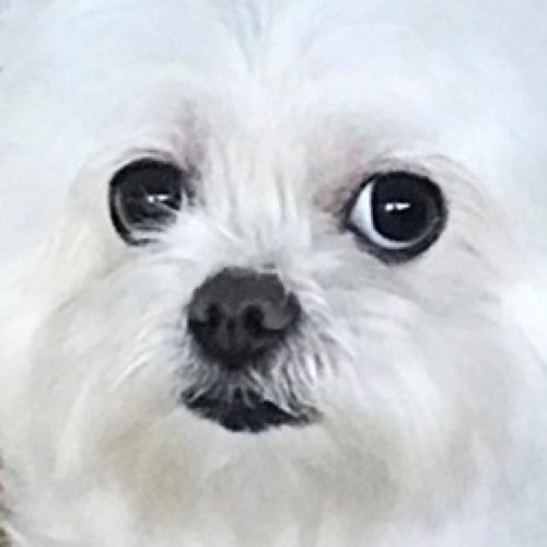 할라삐뇨