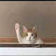 혀니마켓
