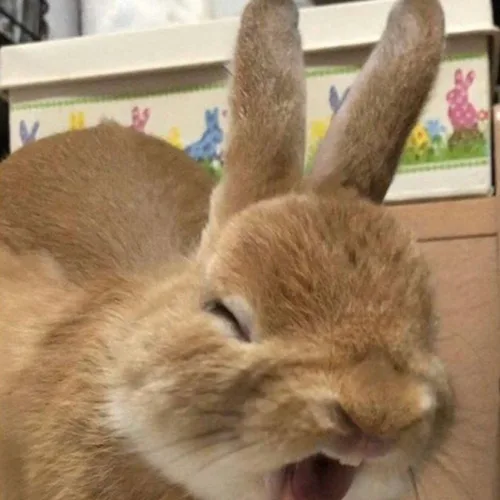 수제비
