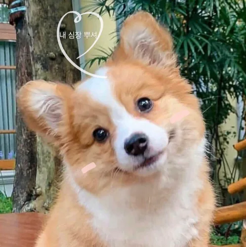 꽃댕이