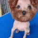 꼬로네