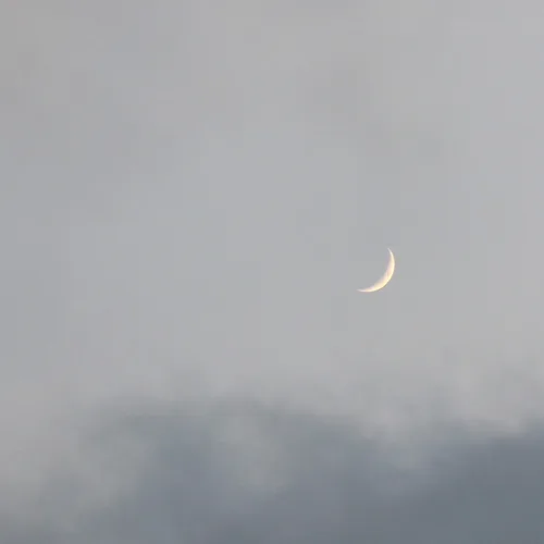 마요